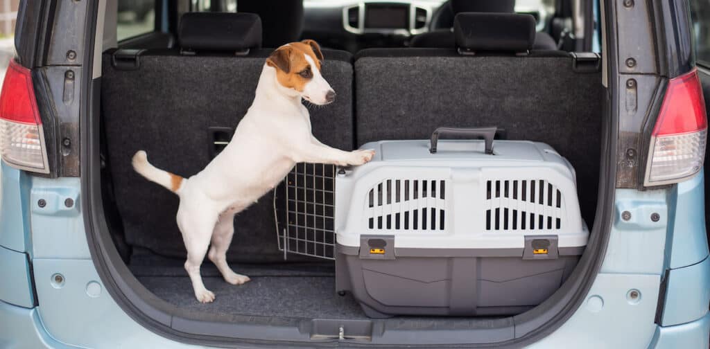 Jack russell terrier dog sits in a travel box in the trunk of a car. Traveling with a pet