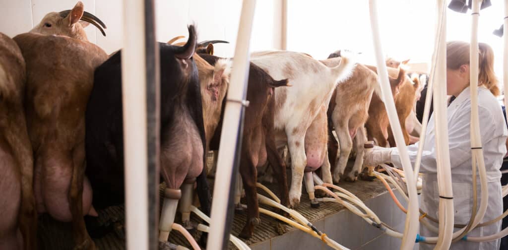 Back view of goats with milking clusters and farmer