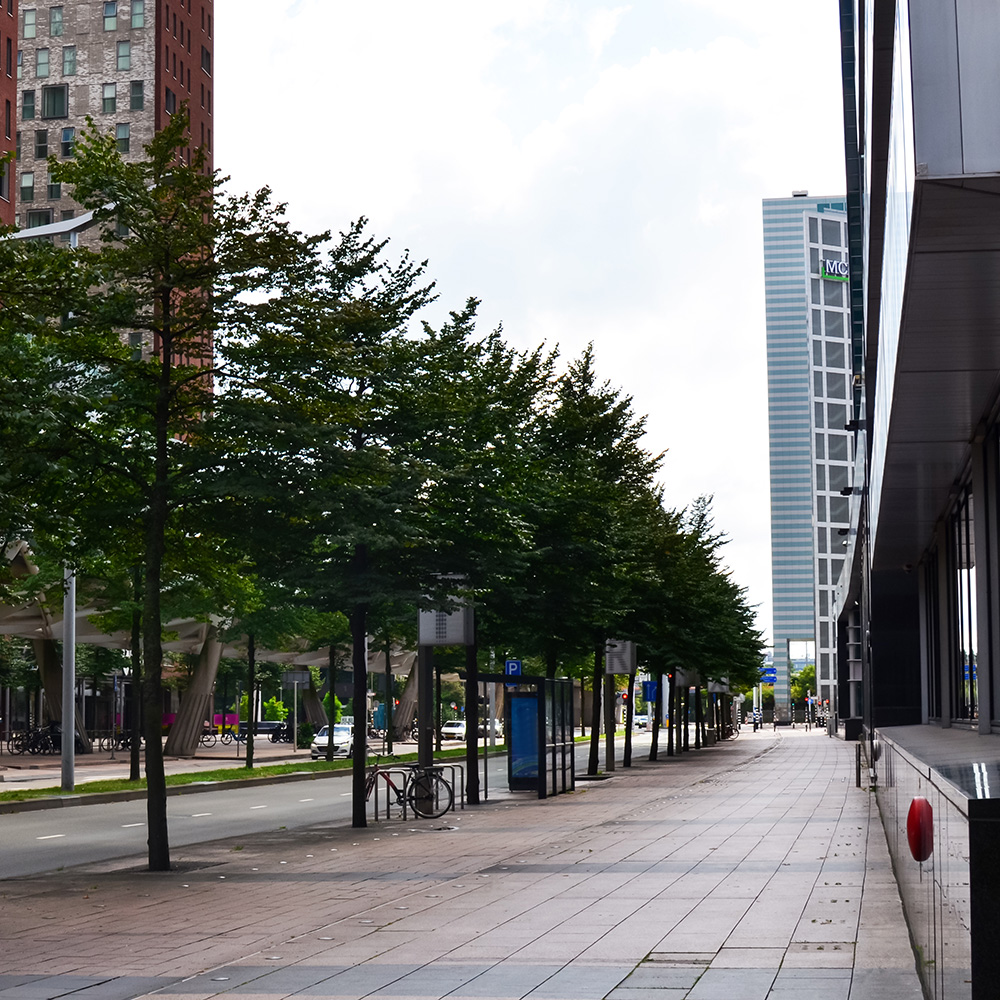 Sidewalk lined with trees